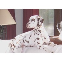 dalmatian puppies for sale tn dalmatian breeders in illinois freedoglistings dalmatian puppies for sale tn dalmatian breeders in illinois freedoglistings