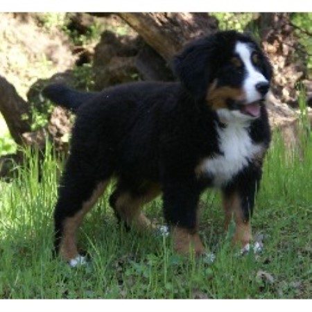 bernese mountain puppies california sequoiaoaks bernese mountain breeder in fiddletown california 95629 bernese mountain puppies california sequoiaoaks bernese mountain breeder in fiddletown california 95629