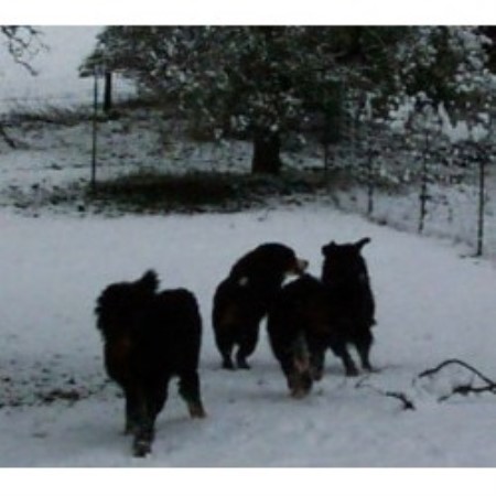 Bernese Mountain Dog Rescue Texas Bernese Mountain Dog Rescue Texas