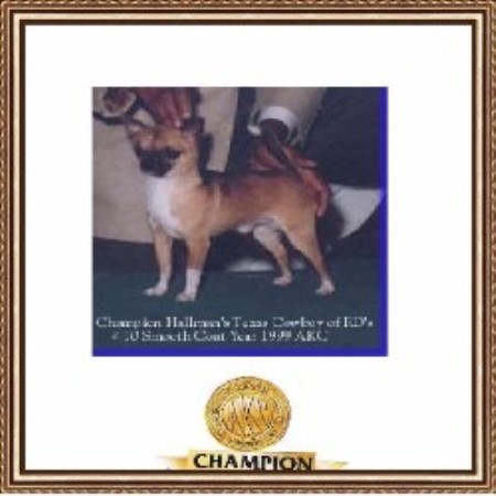 Chihuahua breeder in Kansas picture 2