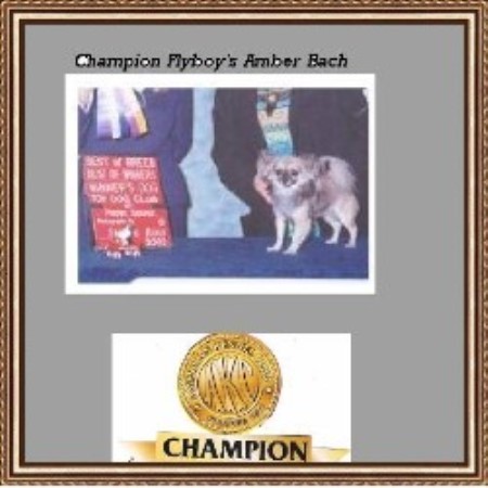 Chihuahua breeder in Sabetha Kansas