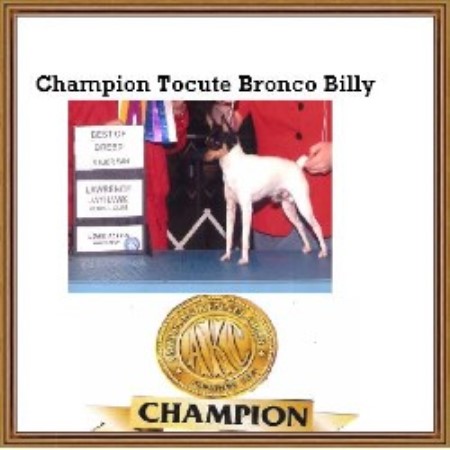 Toy Fox Terrier Breeder in Sabetha, Kansas