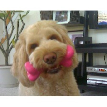 Labradoodle in Virginia picture 2