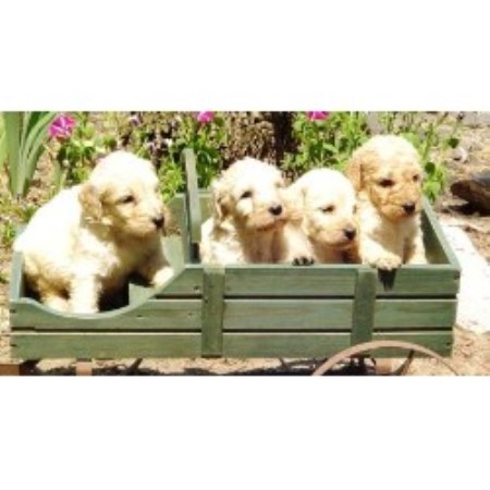 Labradoodle breeder in Winchester Virginia