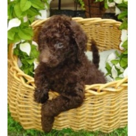 Labradoodle Breeder in Winchester, Virginia
