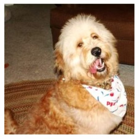 Goldendoodle breeder in Winchester Virginia