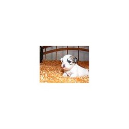 havanese rescue new york havanese breeders in new york freedoglistings havanese rescue new york havanese breeders in new york freedoglistings