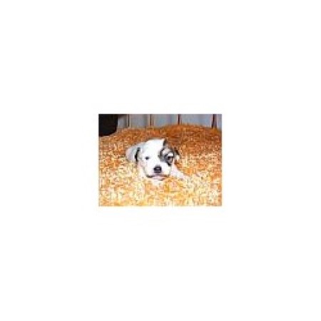 Havanese breeder in New York picture 2