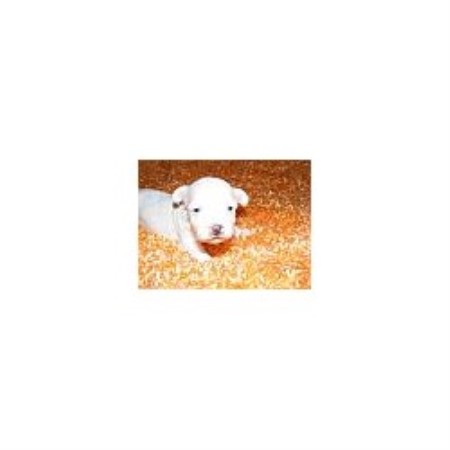 Havanese breeder in Conesus New York
