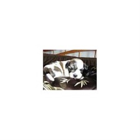 Havanese in New York picture 2