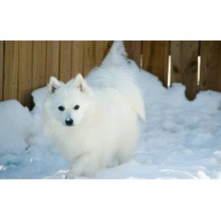 Japanese Spitz Breeder in Memphis, Tennessee