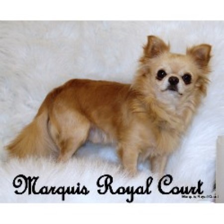 Chihuahua Breeder in Purvis, Mississippi