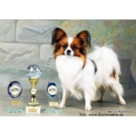 Papillon Breeder in Purvis, Mississippi