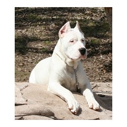 Dogo Argentino breeder in Wisconsin picture 2