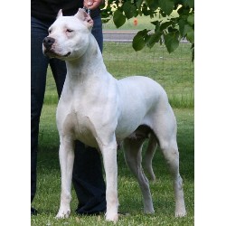 Dogo+argentino+breeders+arizona