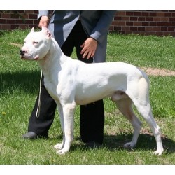 Dogo Argentino breeder in Wautoma Wisconsin