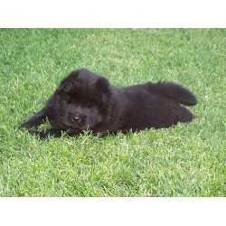 Puppy pic