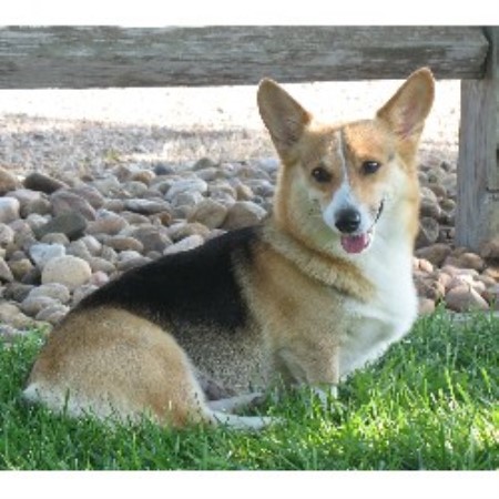 corgi puppies for sale in nebraska tailwind corgis pembroke corgi breeder in imperial nebraska listing id 10568 corgi puppies for sale in nebraska tailwind corgis pembroke corgi breeder in imperial nebraska listing id 10568