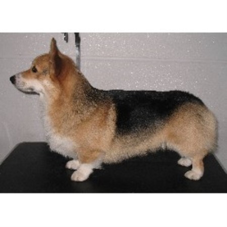 corgi puppies for sale nebraska tailwind corgis pembroke corgi breeder in imperial nebraska listing id 10568 corgi puppies for sale nebraska tailwind corgis pembroke corgi breeder in imperial nebraska listing id 10568