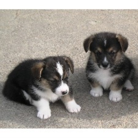 corgi puppies for sale nebraska pembroke corgi breeders in the usa and canada freedoglistings page 3 corgi puppies for sale nebraska pembroke corgi breeders in the usa and canada freedoglistings page 3