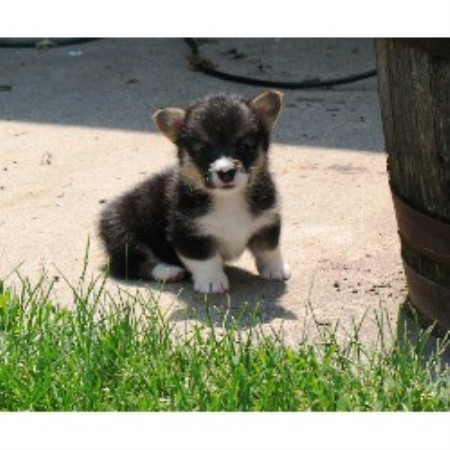 corgi puppies for sale nebraska tailwind corgis pembroke corgi breeder in imperial nebraska corgi puppies for sale nebraska tailwind corgis pembroke corgi breeder in imperial nebraska
