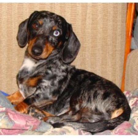 Dachshund breeder in Thebes Illinois