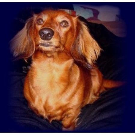 Dachshund Breeder in Thebes, Illinois