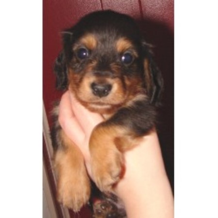 Doxie breeder in Illinois picture 2