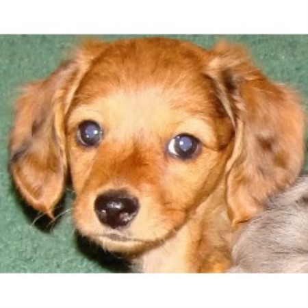 Doxie in Illinois