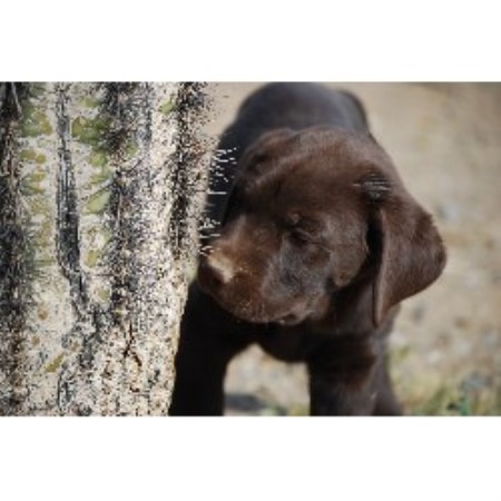 Lab breeder in Arizona picture 2