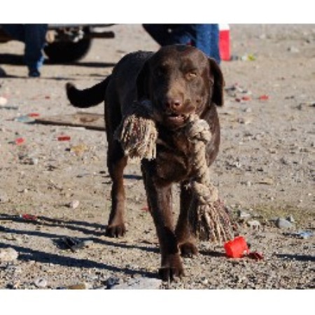 Lab in Arizona