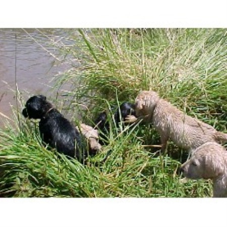 Labrador Retriever Breeder in Surprise, Arizona