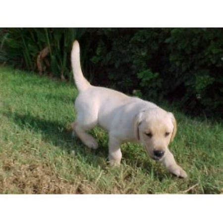 Labrador Retriever breeder in Surprise Arizona