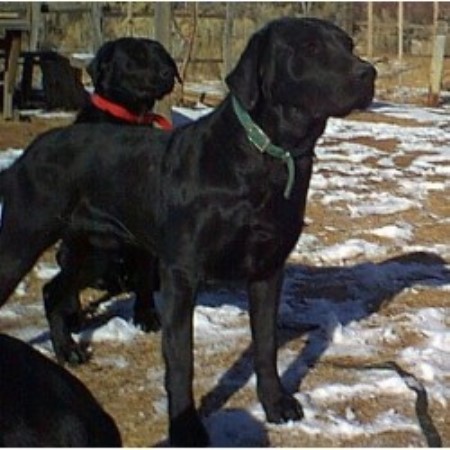 Lab in Arizona picture 2