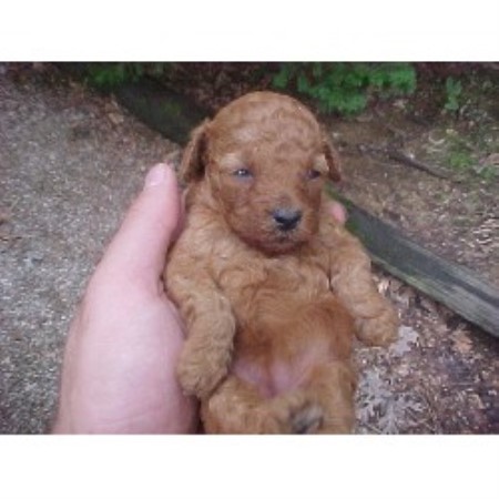 Poodle Toy Breeder in Peoria, Illinois
