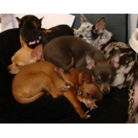 free puppies vancouver wa the chi shop chihuahua breeder in vancouver washington free puppies vancouver wa the chi shop chihuahua breeder in vancouver washington