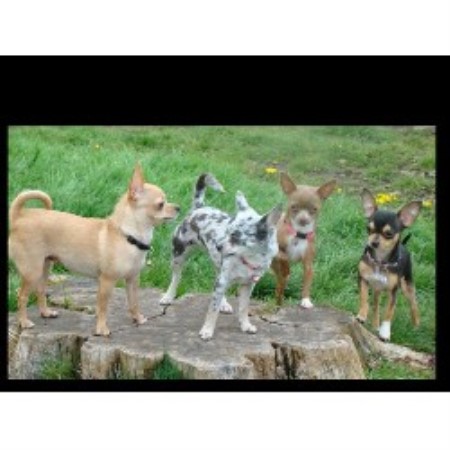 free puppies vancouver wa the chi shop chihuahua breeder in vancouver washington free puppies vancouver wa the chi shop chihuahua breeder in vancouver washington