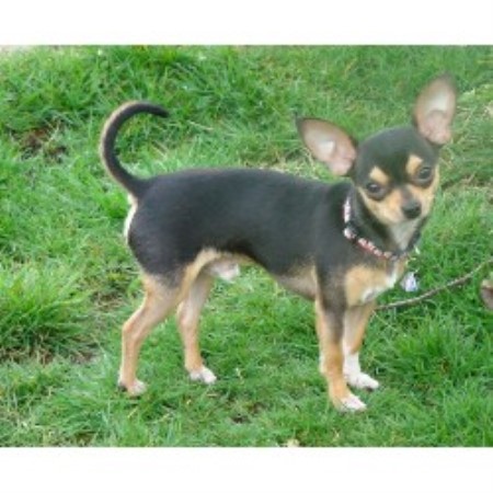 Chihuahua in Washington