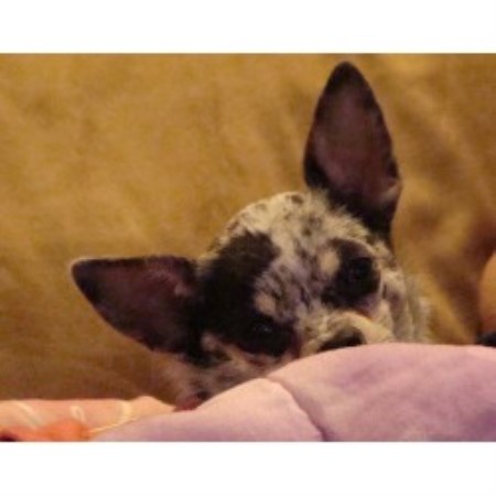 yorkies for sale in vancouver wa chihuahua breeder in vancouver washington breeds picture yorkies for sale in vancouver wa chihuahua breeder in vancouver washington breeds picture