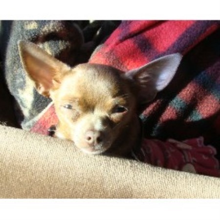 Chihuahua breeder in Vancouver Washington