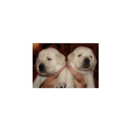 free puppies waco tx gustavus family retrievers labrador retriever breeder in waco free puppies waco tx gustavus family retrievers labrador retriever breeder in waco