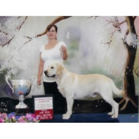 Labrador Retriever breeder in Waco Texas