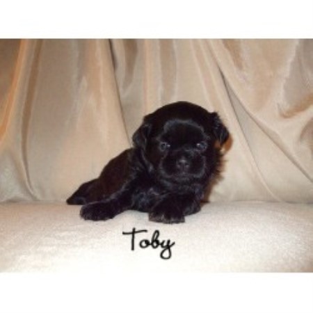 shih tzu nyc hill top shih tzus shih tzu breeder in wellsville new york shih tzu nyc hill top shih tzus shih tzu breeder in wellsville new york