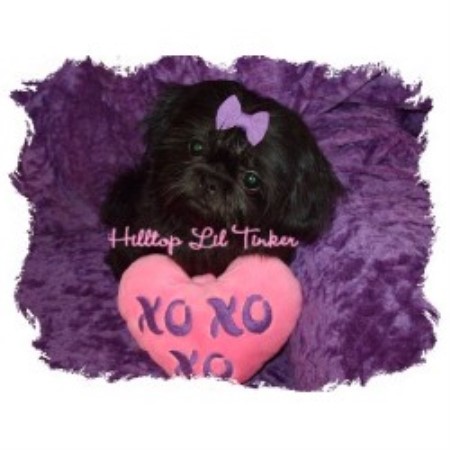shih tzu nyc hill top shih tzus shih tzu breeder in wellsville new york shih tzu nyc hill top shih tzus shih tzu breeder in wellsville new york