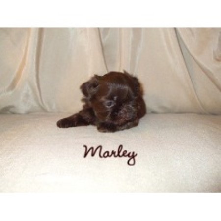 Shih Tzu breeder in Wellsville New York