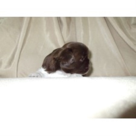 Shih Tzu in New York