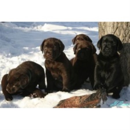 Lab in Manitoba picture 2