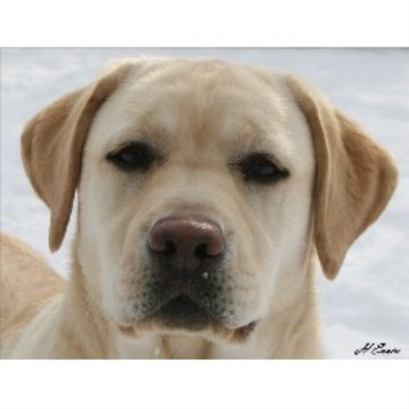 Lab breeder in Manitoba picture 2