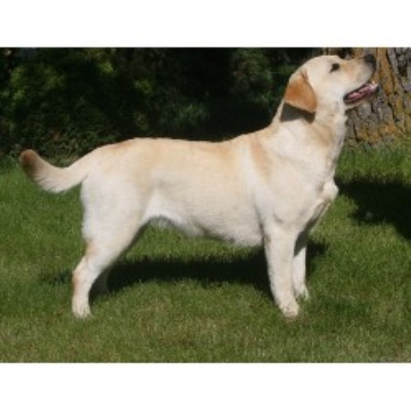 Labrador Retriever breeder in St. Andrews Manitoba