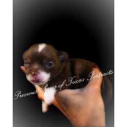 Chihuahua Breeder in Houston, Texas
